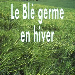 BLÉ GERME EN HIVER